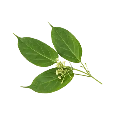 InsuFend Ingredient Gymnema Sylvestris