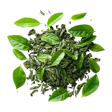 InsuFend Ingredient  Green Tea Extract