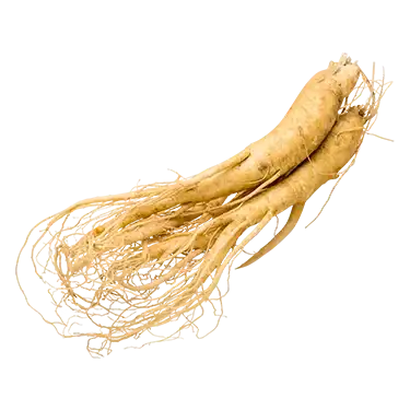 InsuFend Ingredient  Eleuthero Root